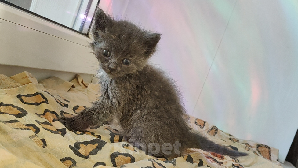 Кошки в Липецке: Отдаю котят в добрые руки Разнополые, Бесплатно - фото 7