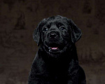 Собаки в Пушкино: Щенки Лабрадора Мальчик, 60 000 руб. - фото 6