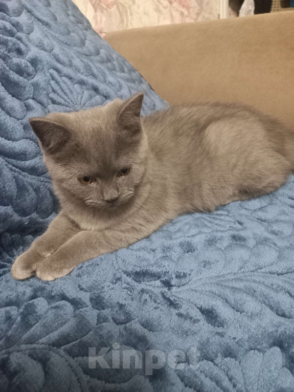 Кошки в Москве: Элитный клубный голубой котенок 14.06.2025 Мальчик, 15 000 руб. - фото 2