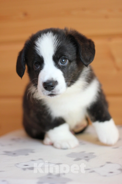 Собаки в Симферополе: Щенки вельш корги кардиган мальчики Мальчик, 50 000 руб. - фото 6