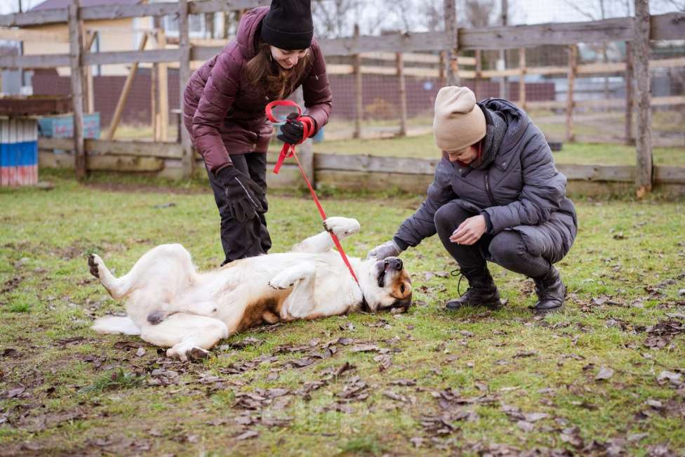 Собаки в Москве: Михаил Потапыч - плюшевый алабайка в приюте, ищет дом Мальчик, Бесплатно - фото 8