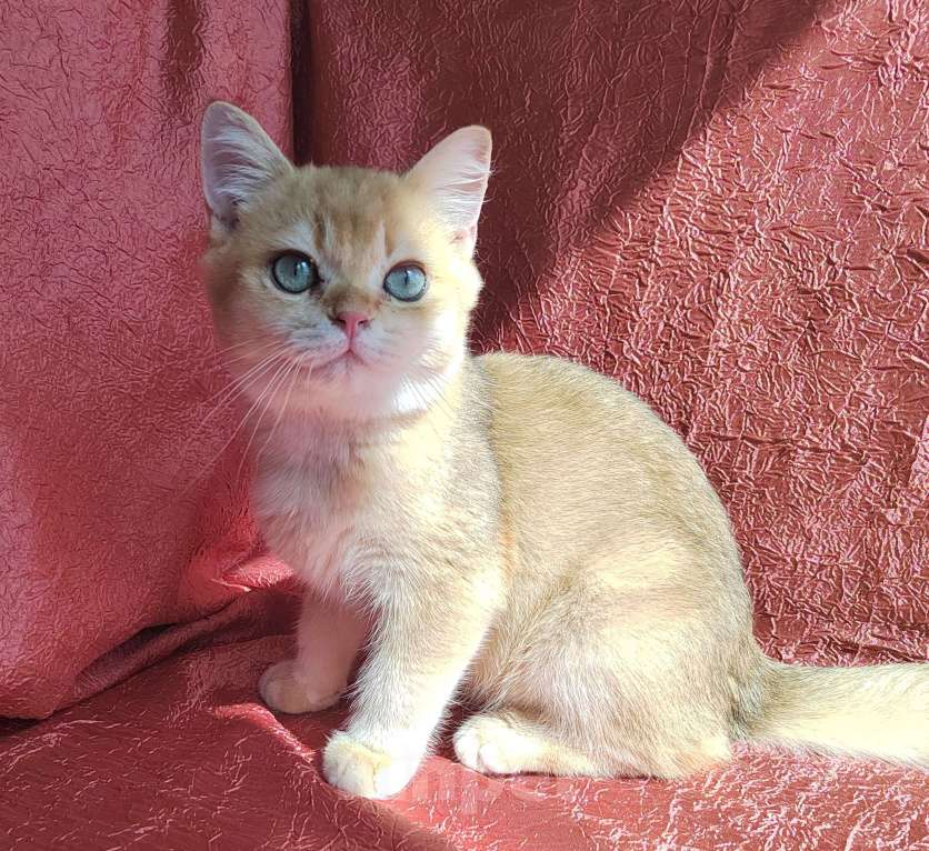 Кошки в Москве: Мальчики британцы 4 мес. Зефирчик, Ярослав, Злато Мальчик, 35 000 руб. - фото 6