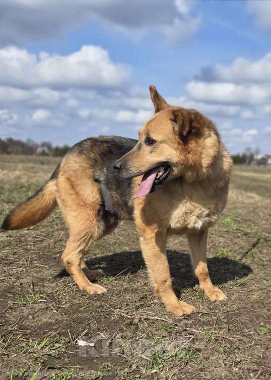 Собаки в Королеве: Линда Девочка, Бесплатно - фото 8