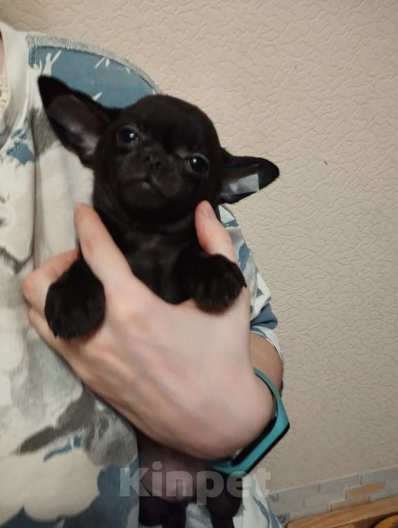 Собаки в Клине: Крошка на ладошку Девочка, Бесплатно - фото 1