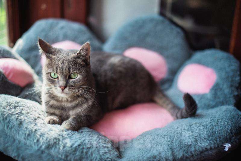 Кошки в Москве: Нежная и ласковая Зоя ищет свою семью. Девочка, Бесплатно - фото 5