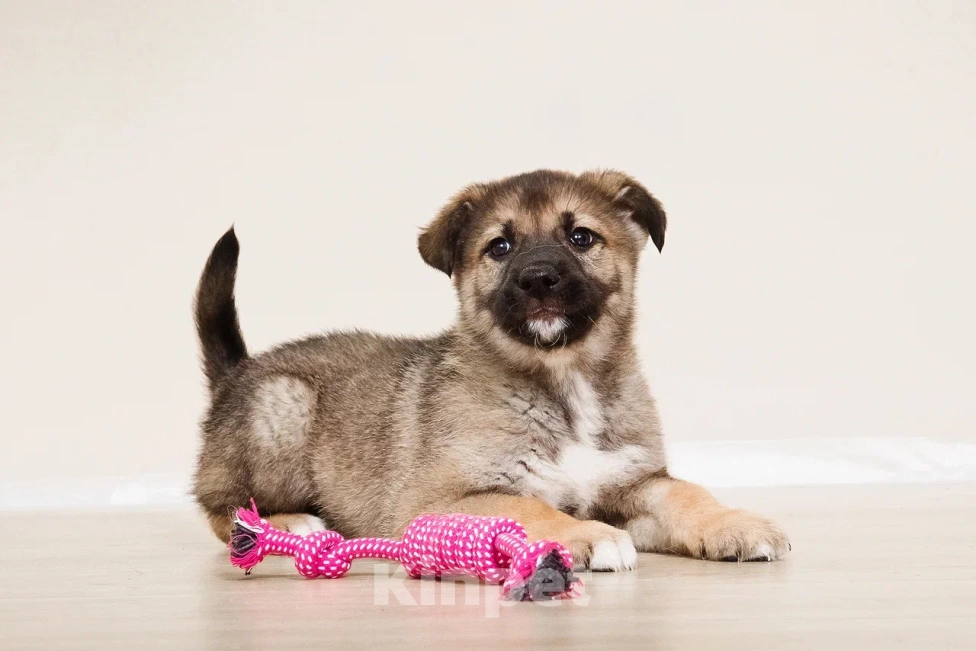 Собаки в Лосином-Петровском: Форест якутенок Мальчик, Бесплатно - фото 10