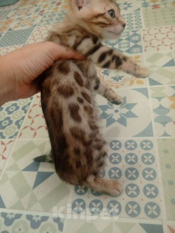 Кошки в других городах Московской области: Бенгальская девочка. Бронь до воскресенья Девочка, 20 000 руб. - фото 6