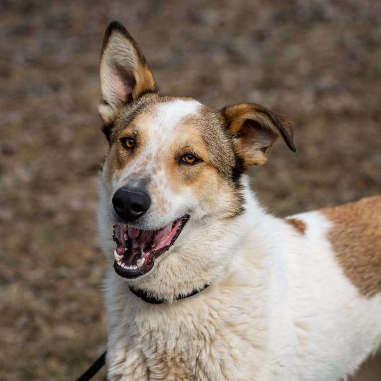 Собаки в Москве: Дэнни Мальчик, Бесплатно - фото 3