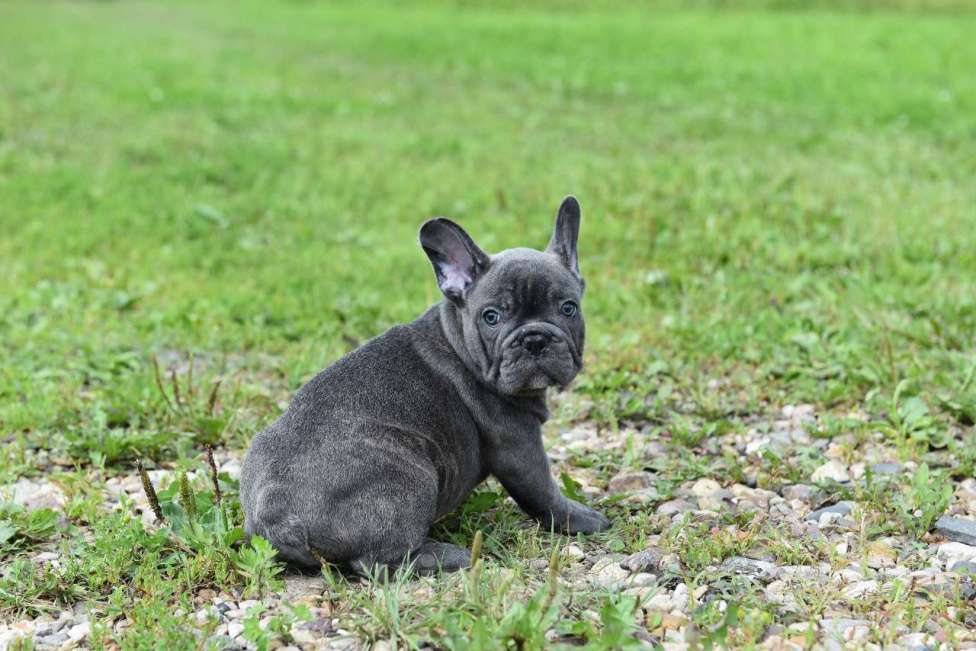 Собаки в Москве: Французский бульдог щенки  Мальчик, 50 000 руб. - фото 10