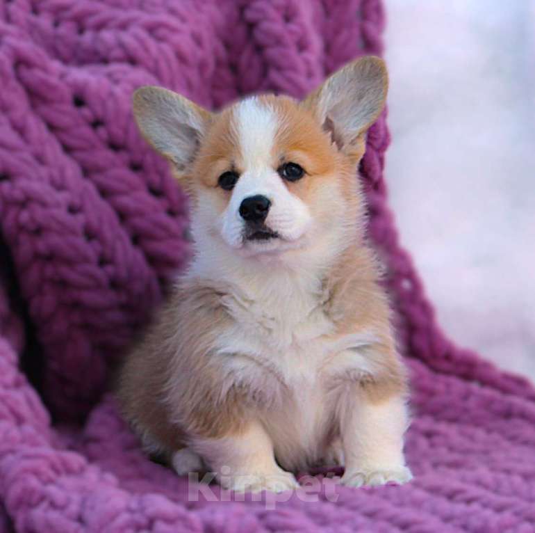 Собаки в других городах Московской области: Щенок сука вельш корги пемброк Девочка, 60 000 руб. - фото 3