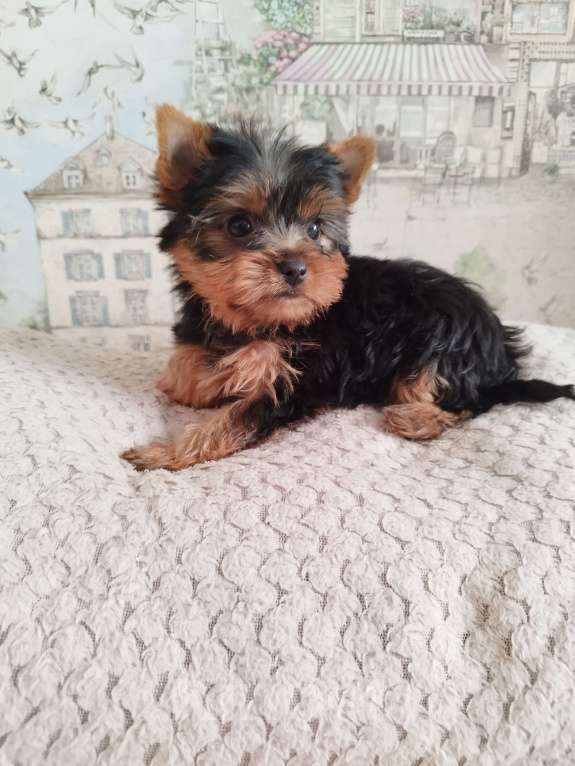 Собаки в других городах Московской области: Малыш Абрамчик йоркширский терьер беби фейс Мальчик, 35 000 руб. - фото 3