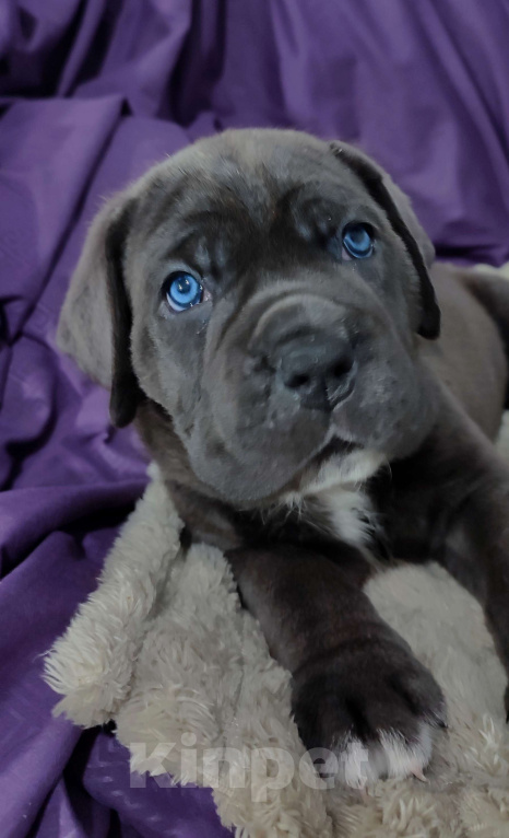 Собаки в Геленджике: Щенки Кане Корсо РКФ Мальчик, 90 000 руб. - фото 2