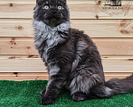 Кошки в Санкт-Петербурге: Кошечка мейн-кун черный дым Девочка, 40 000 руб. - фото 1
