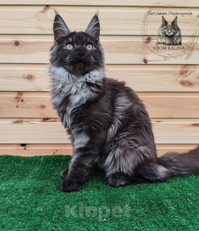 Кошки в Санкт-Петербурге: Кошечка мейн-кун черный дым Девочка, 40 000 руб. - фото 1