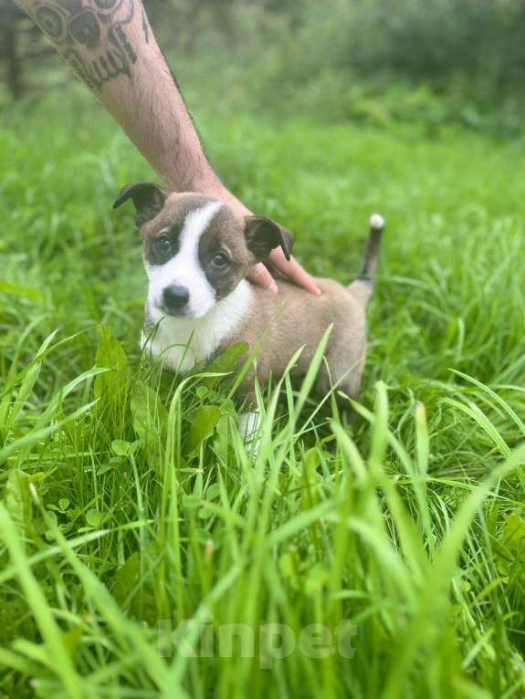 Собаки в Красногорске: Девочка Варежка 1,5 месяца мечтает стать домашней  Девочка, Бесплатно - фото 2