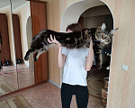 Кошки в Кингисеппе: Мейн-кун вязка, 2 000 руб. - фото 3