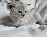 Кошки в Лобне: Голубоглазый котенок девон рекс Девочка, 80 000 руб. - фото 3