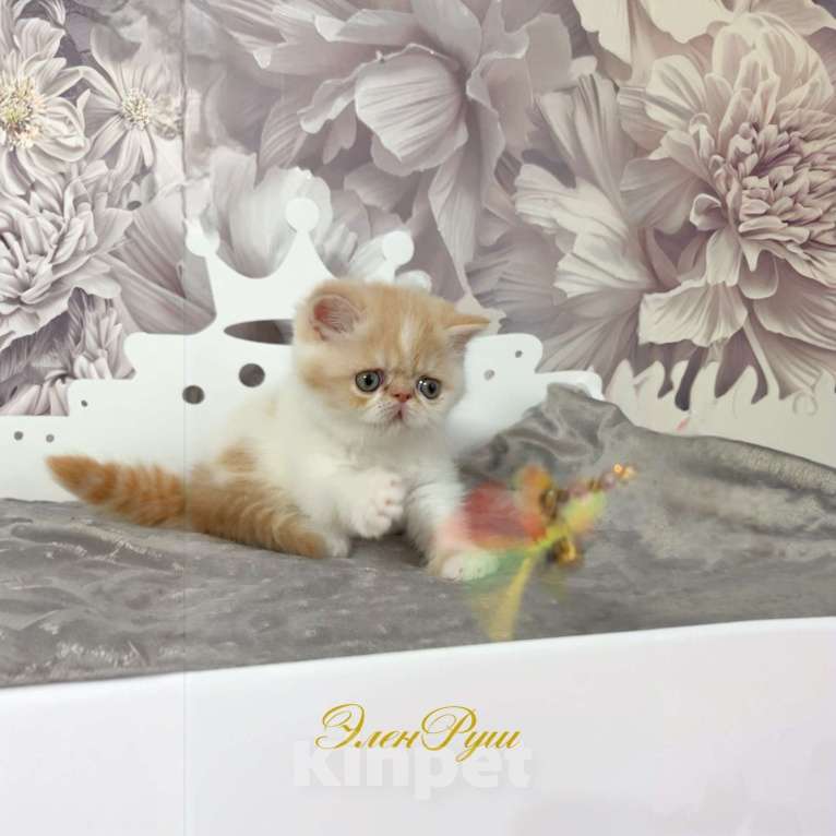 Кошки в Москве: котенок экзот Мальчик, 60 000 руб. - фото 3