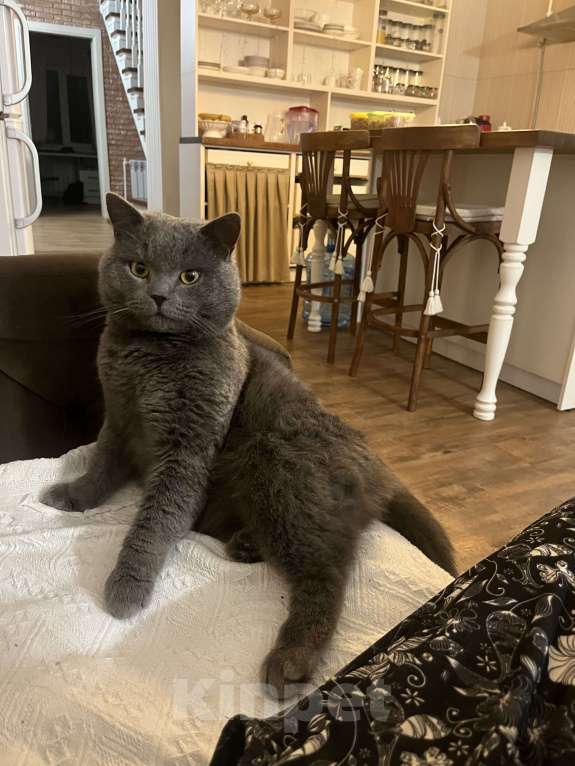 Кошки в Иваново: Потерялся кот!!! Мальчик, Бесплатно - фото 1