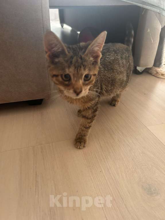 Кошки в Саратове: Очень ласковый и добрый котик ищет дом.  Мальчик, Бесплатно - фото 2