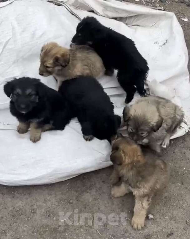 Собаки в Ростове-на-Дону: Щенок в добрые руки Девочка, Бесплатно - фото 2