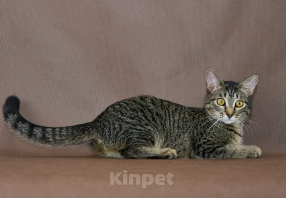 Кошки в Москве: Котёнок Марли в добрые руки Девочка, Бесплатно - фото 3