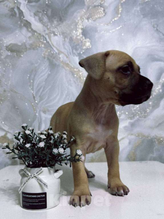 Собаки в Самаре: Щенок стаффордширского терьера Девочка, 25 000 руб. - фото 2