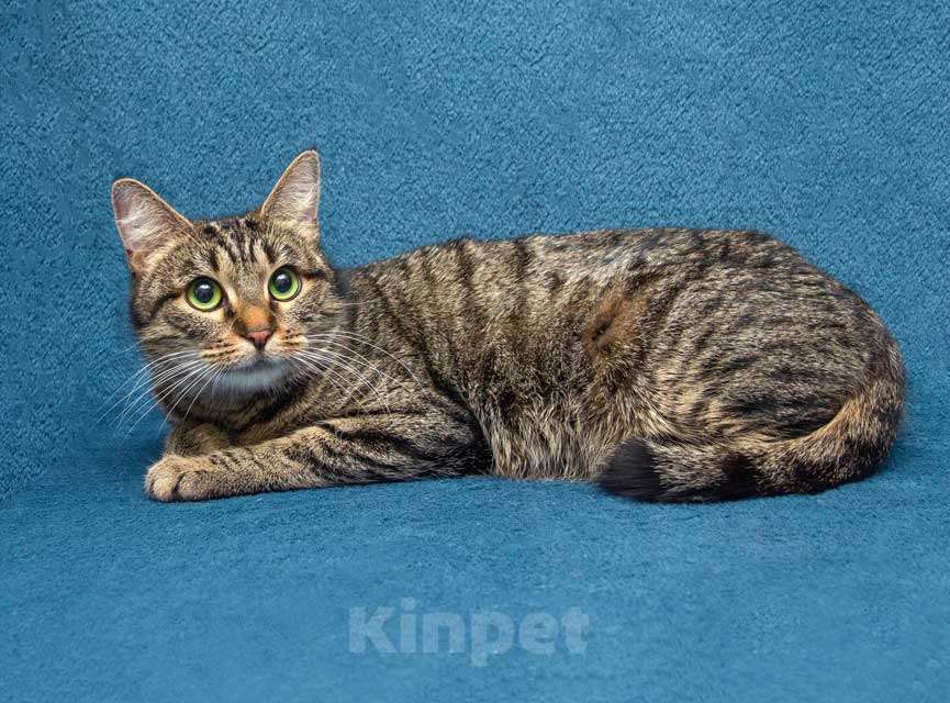 Кошки в Москве: Малышка Муся ищет дом и любящее сердце Девочка, Бесплатно - фото 7