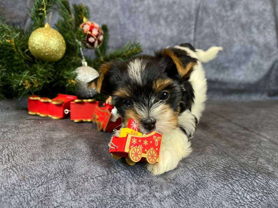 Собаки в Вологде: Очень красивая девочка бивер терьер  Девочка, 120 000 руб. - фото 5