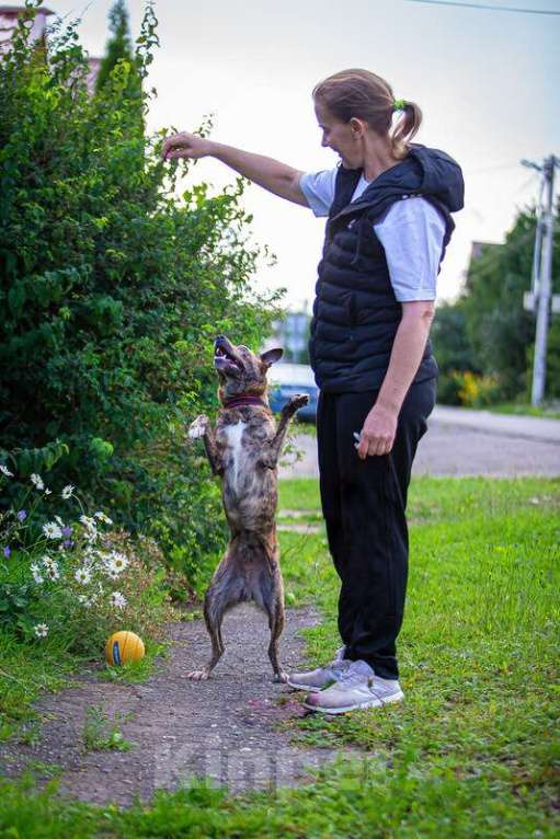 Собаки в Москве: Крошечный Венечка в добрые руки Мальчик, 1 руб. - фото 8