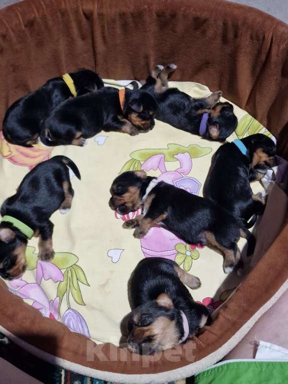 Собаки в Курске: Щенки йорка  Девочка, 22 000 руб. - фото 3