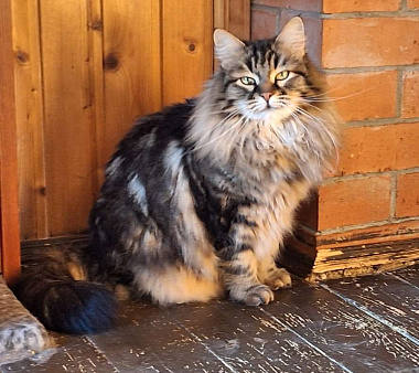 Сибирская кошка  Изабелла из питомника ищет новый дом