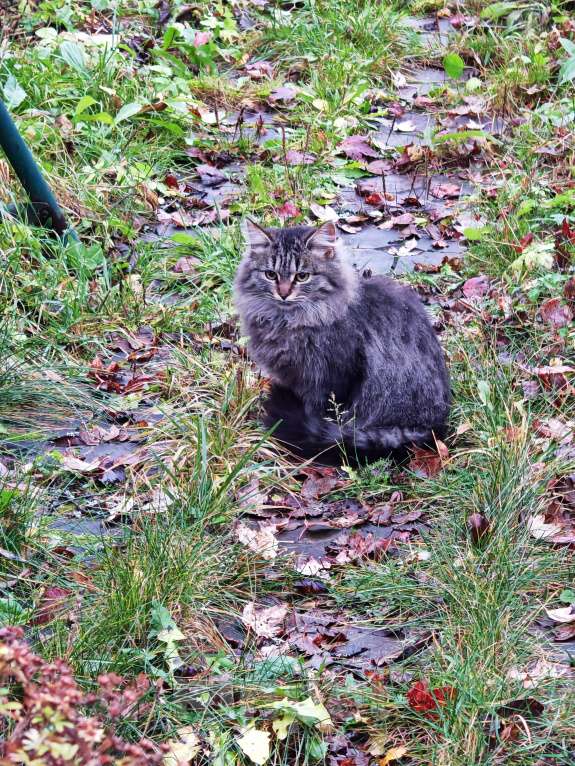 Кошки в Москве: Бросили котят Девочка, Бесплатно - фото 4