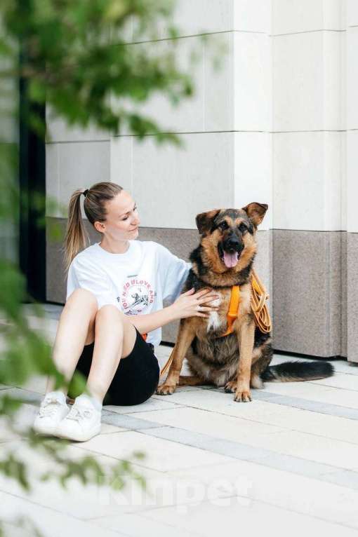 Собаки в Москве: Энерджайзер Фью в поиске любящей семьи ⚡️⚡️ Мальчик, Бесплатно - фото 5