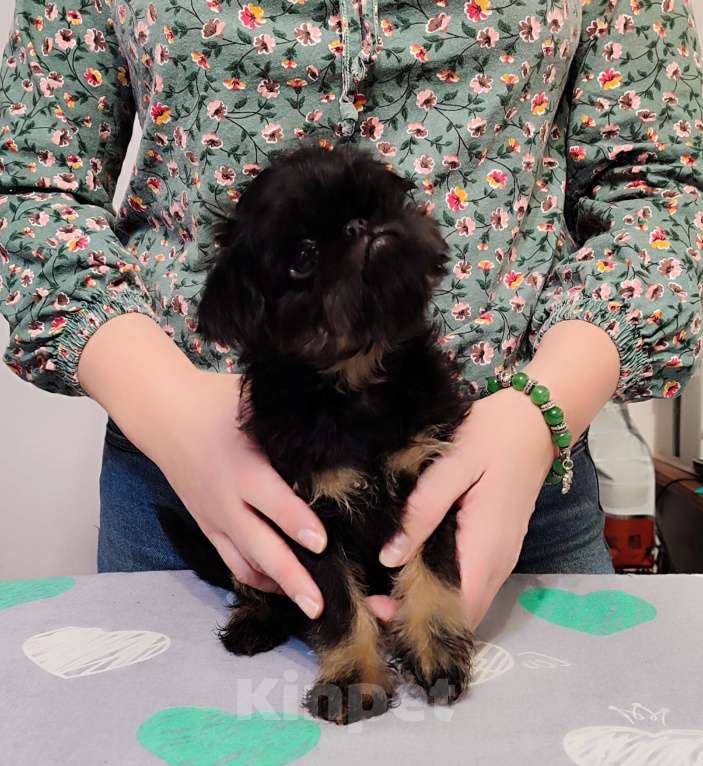 Собаки в Санкт-Петербурге: Бест Мальчик, 45 000 руб. - фото 3