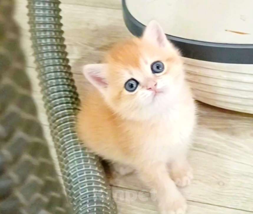 Кошки в Новосибирске: Британские котята золотая шиншилла  Мальчик, 25 000 руб. - фото 7