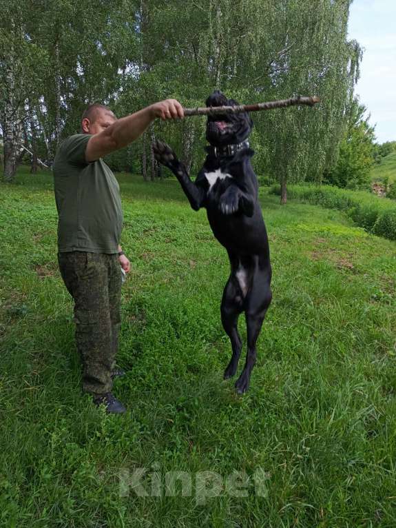 Собаки в Туле: Продам подрощенного щенка  Мальчик, Бесплатно - фото 4