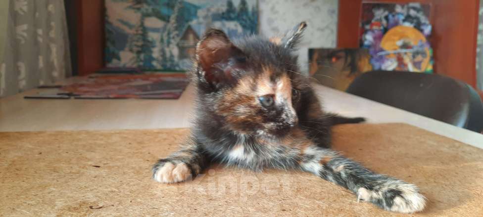 Кошки в Красногорске: Котик в добрые ручки Девочка, Бесплатно - фото 7