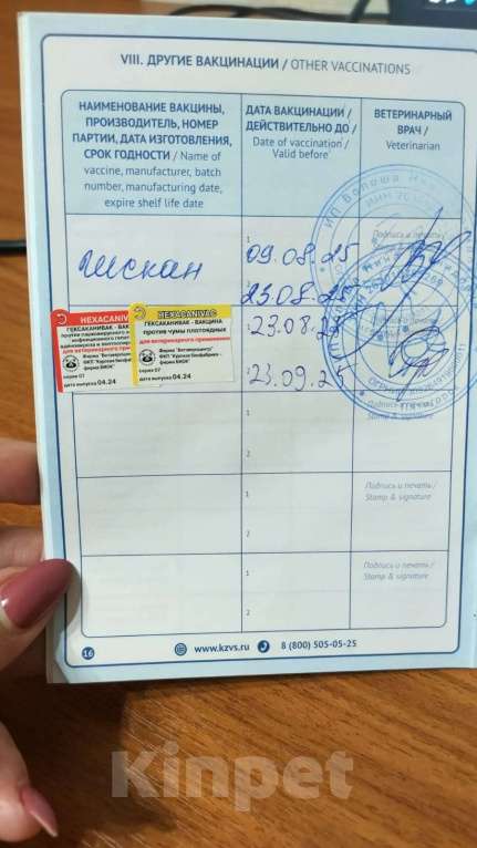 Собаки в Пятигорске: Бишон фризе продаётся девочка Девочка, 50 000 руб. - фото 6