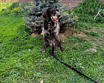 Собаки в Люберцах: В жк Томилино парк более недели назад найдена собака.  Девочка, 1 руб. - фото 1