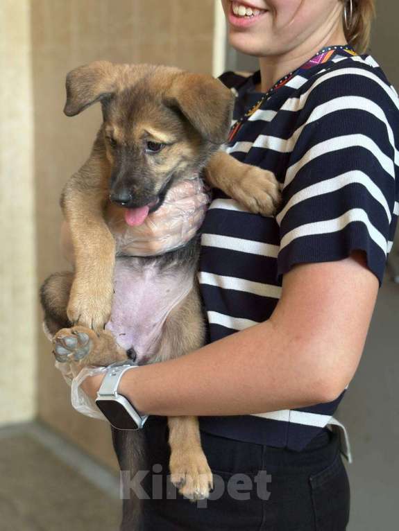 Собаки в Москве: Отдаю в добрый руки,бесплатно Девочка, Бесплатно - фото 2
