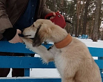 Собаки в Москве: Щенок борзой тазы Мальчик, 65 000 руб. - фото 5