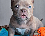 Собаки в Москве: Американский булли Микро Экзот Мальчик, 200 000 руб. - фото 2