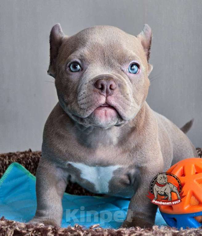 Собаки в Москве: Американский булли Микро Экзот Мальчик, 200 000 руб. - фото 2