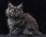 Кошки в Видном: Девочка мейн-кун черный дым Девочка, 95 000 руб. - фото 3