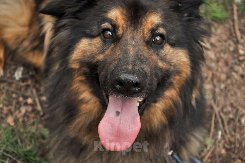 Собаки в Ногинске: Ербол в переводе с каз. «Будь настоящим мужчиной». Мальчик, Бесплатно - фото 1