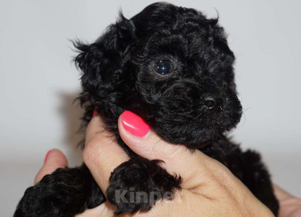 Собаки в Кудрово: Той пудель Девочка, 80 000 руб. - фото 5