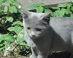 Кошки в Калуге: Котёнок Девочка, Бесплатно - фото 1