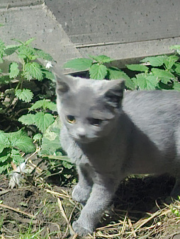 Котёнок