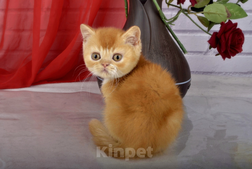 Кошки в Санкт-Петербурге: Британский солнечный котик Мальчик, 55 000 руб. - фото 9